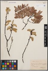 Foto von Salix cinerea L.